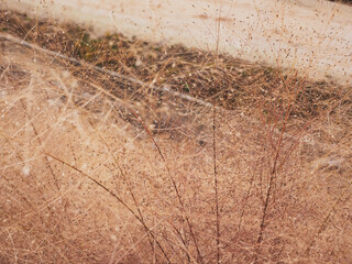 blurry soft autumn dry grass flowers background