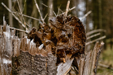 Abgebrochener Baumstamm