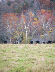 Fototapeta na wymiar Portrait Angus cattle in autumn pasture
