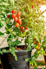 Close up of cherry tomatoes get ripe at the plant greenhouse