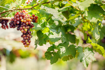Ripe grapes hanging on vine ready to be harvested at vineyard