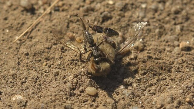 Black ant bites an insect, tears off the head of dead shaggy bee on ground, macro view. Ants are eusocial insects of the family Formicidae and, along with the related wasps and bees, macro view
