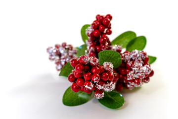 Christmas branch with berries under snow close-up
