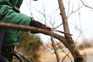 Correct cut of the tree, seasonal pruning of trees, seasonal gardening