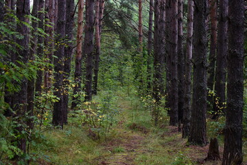 Obraz premium footpath in the woods