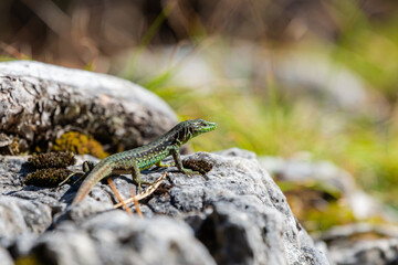 Green Lizard sits on a stone under the sun. The European green lizard Lacerta viridis.