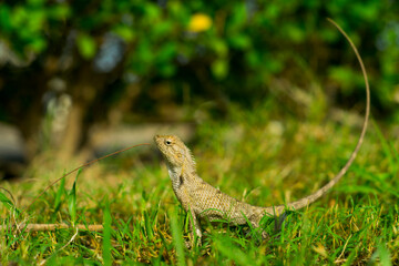 Oriental Garden Lizard sitting in an alert position