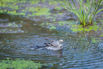 White Wagtail or Motacilla alba is bathed in water. Wagtails is a genus of songbirds. Wagtail is...