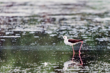 Black-winged Stilt feeding at eye level in natural pond