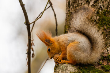 A red squirrel or Sciurus vulgaris also called Eurasian red sguirrel in autumn park forest. Autumn squirrel portrait.