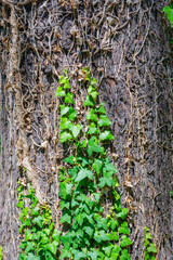 Ivy creeping over an old bark tree