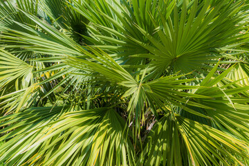 Palm leaves of Chamaerops humilis texture decoration resource with shadow