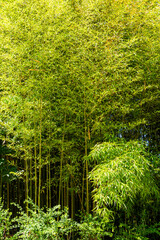 Fototapeta na wymiar Panorama bamboo forest or bamboo grove