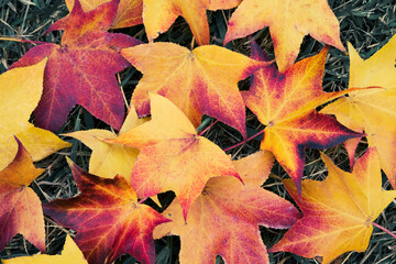 紅葉した楓の落ち葉の背景素材