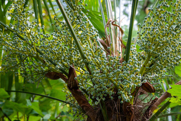 Obraz premium Unripe seed of oil palm. Nature concept