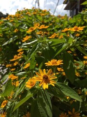 Beautiful flowers bloom on Friday