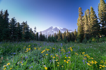 meadow in the mountains