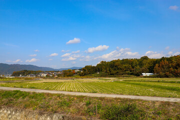 landscape in the summer
