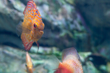 Freshwater aquarium fish symphysodon Discus or Symphysodon