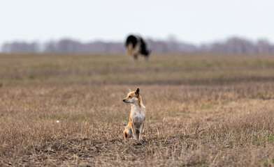 A lone dog is standing in the field. It looks alert and stares at something. A cow, trees, and grey sky are blurred in the background. Late autumn time. Altai Krai, Siberia, Russia