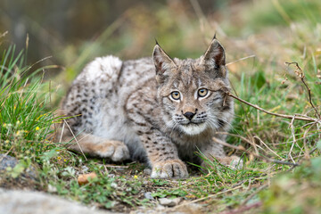 Obraz premium Lynx in green forest with tree trunk. Wildlife scene from nature. Playing Eurasian lynx, animal behaviour in habitat. Wild cat from Germany. Wild Bobcat between the trees