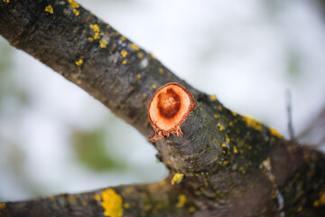 Incorrect cutting of wood, seasonal pruning of trees, seasonal gardening