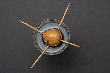 Avocado seed taking root in a glass of water held by four toothpicks