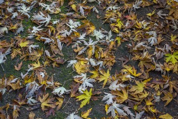 Autumn leaves on the ground.