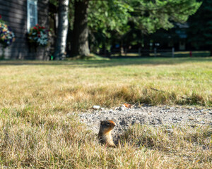 groundhog in the park