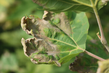 Disease on green Plane leaves on branch. Downy mildew on Platanus occidentalis tree