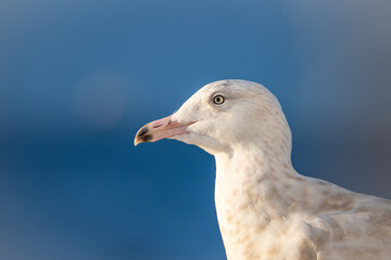 headshot of glaucous gull
