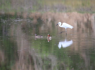 백로와 오리가 보이는 풍경