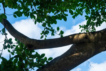 ガジュマルの木の枝からの空