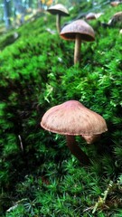 mushroom in the moss