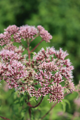 Wild pink flowers of Hemp-agrimony. Eupatorium cannabinum plant in bloom