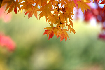 Fototapeta na wymiar enchanted by the beautiful autumn foliage.