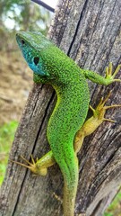 green lizard on a tree