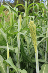 Sorghum plant in the field. Sorghum plants growing in the field
