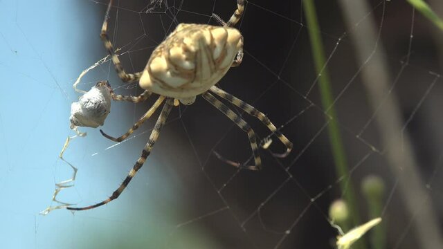 Spider Argiope lobata, macro in web, sitting on background man with a magnifying glass in his hands, animal, meadow, field, forest, garden