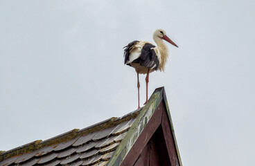 Storks in Oettingen, Donau-Ries in Swabia, Bavaria, Germany