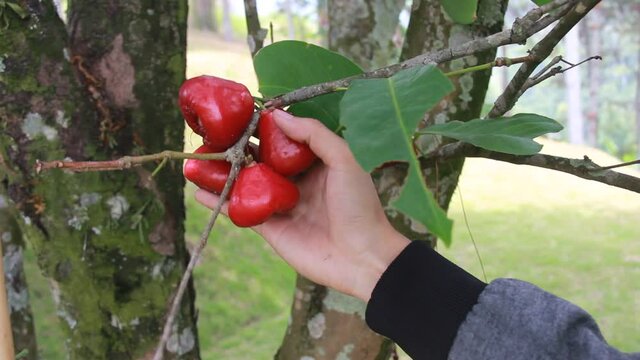 a man's hand is picking water apple or Syzygium samarangense from its fresh tree. harvest fresh guava in the garden. relaxing holiday in the orchard