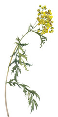 Watercolor illustration. A sprig of tansy flowers . A branch with yellow flowers on a white background.