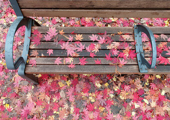 Maple Leaves Fall on the bench
