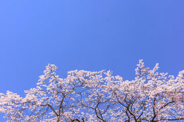 桜　仙台榴ヶ岡公園