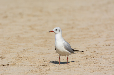 A common white seagull (Larus canus) standing on the sand Jumeirah beach in the city of Dubai, United Arab Emirates