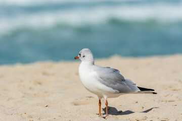 A common white seagull (Larus canus) standing on the sand Jumeirah beach in the city of Dubai, United Arab Emirates