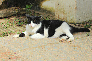 Sleepy cat laying on the floor.