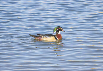 wood duck second take at lake