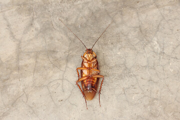 Close-up Dead cockroach on the street.