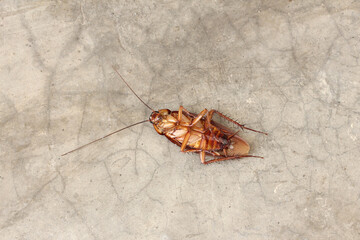 Close-up Dead cockroach on the street.